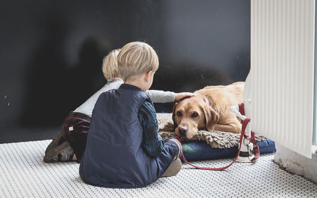 Partner of the Week: Pet Benefit Solutions