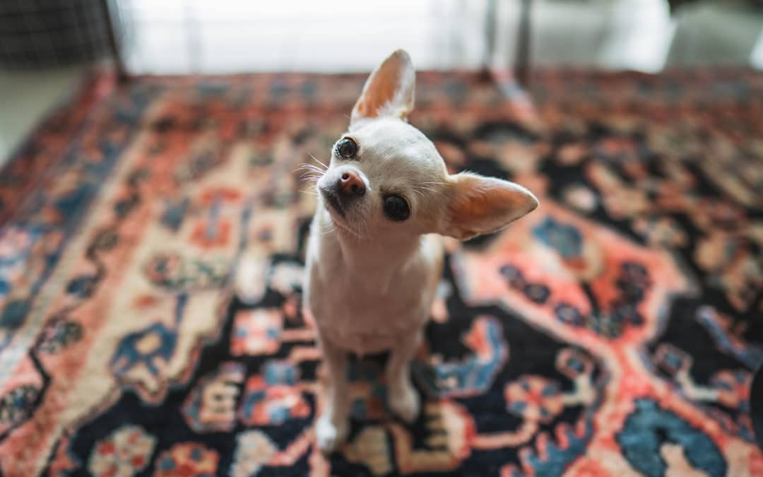 Protecting Employees and Their Pets with Voluntary Pet Benefits